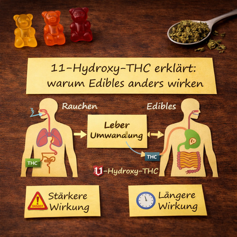 11-Hydroxy-THC erklärt: warum Edibles anders wirken